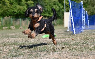 Hunderennen