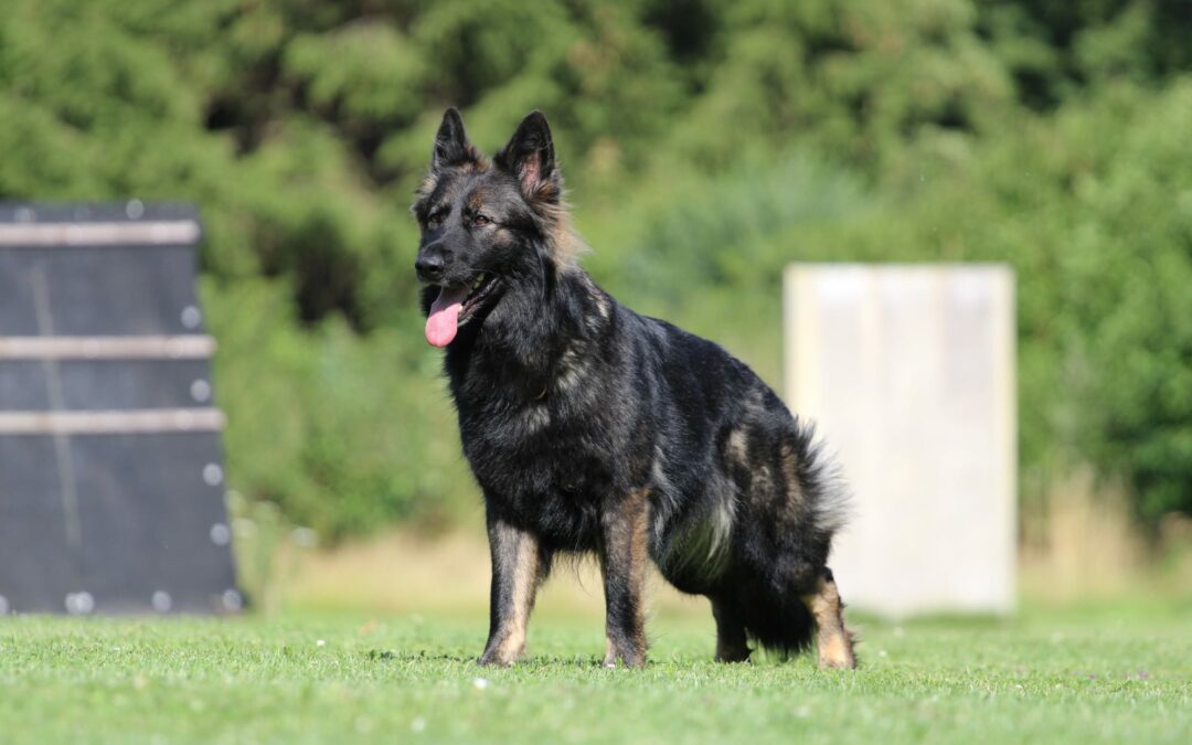 Neue Sparte beim Schäferhundeverein: Diensthundeausbildung für Sicherheitsdienste und Polizei