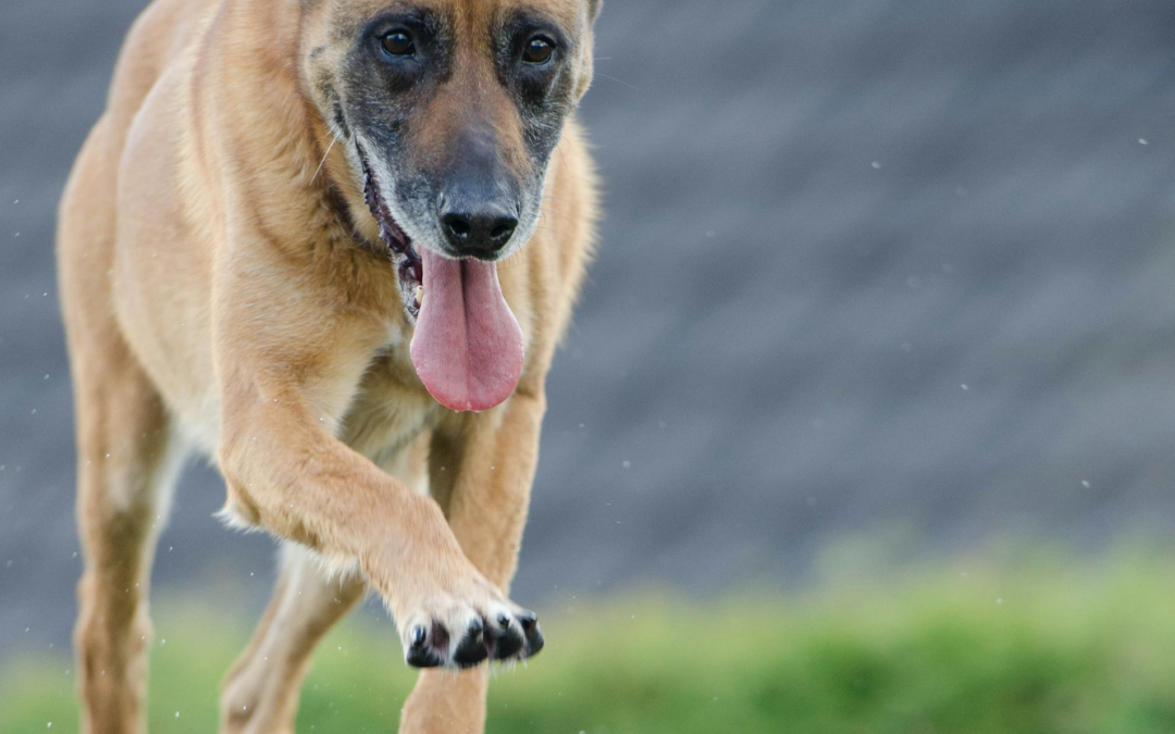 Aufbau einer Agility Sparte