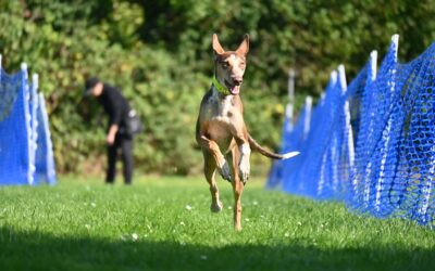 3. Lengeder Hunderennen Veranstaltung