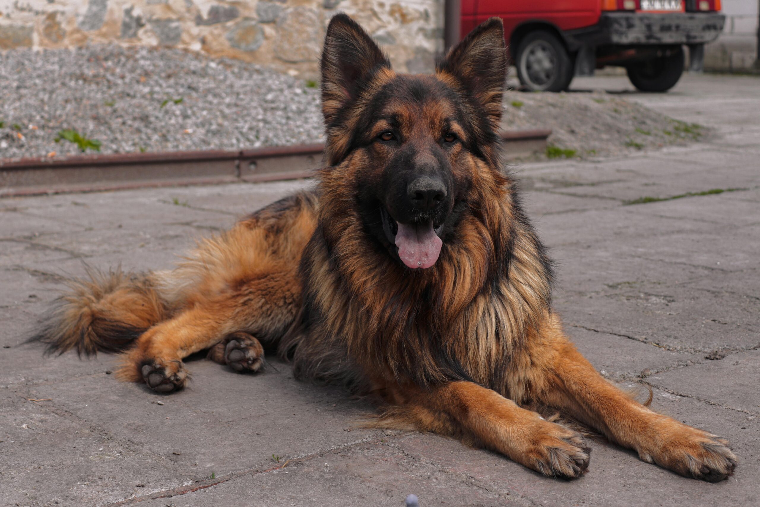 Deutscher Schäferhund mit langem Fell liegt auf einem gepflasterten Boden und blickt entspannt in die Kamera.